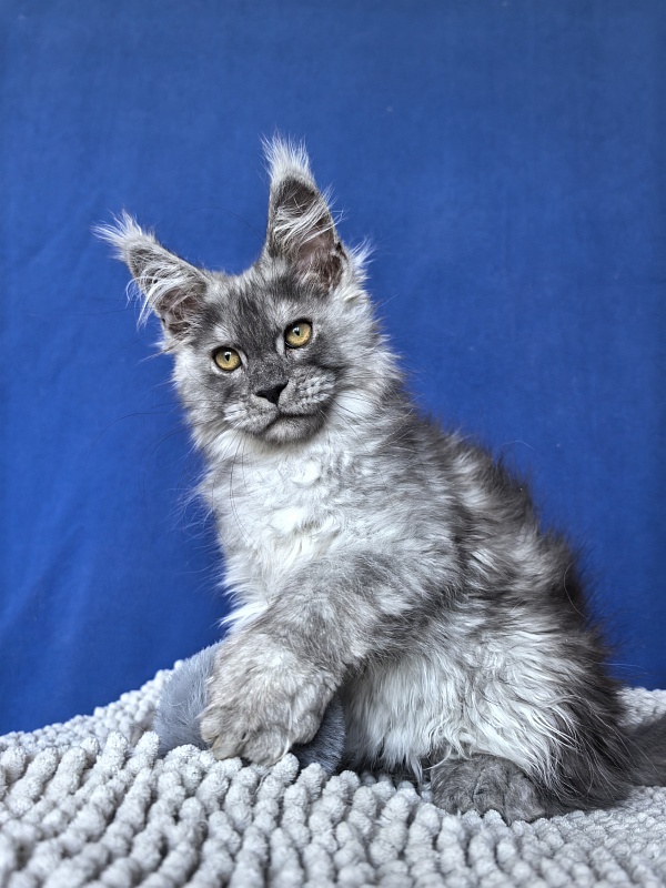 Benzo Boy Akbars (polydactyl 66/66) - Kitten maine-coon 2 months 2.5 weeks