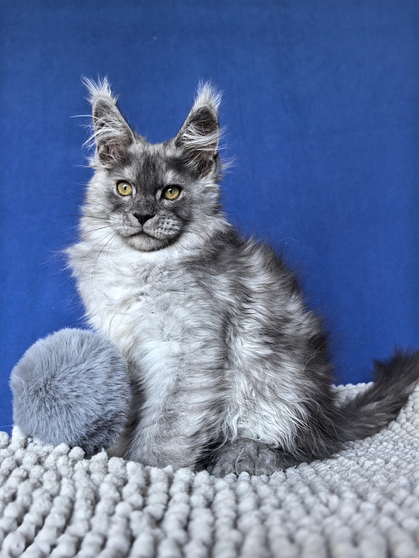 Benzo Boy Akbars (polydactyl 66/66) - Kitten maine-coon 2 months 2.5 weeks