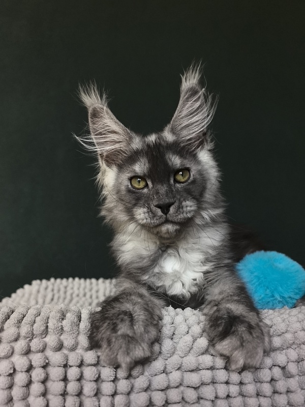 Calvin Me Akbars - Kitten maine-coon 2 months 3.5 weeks