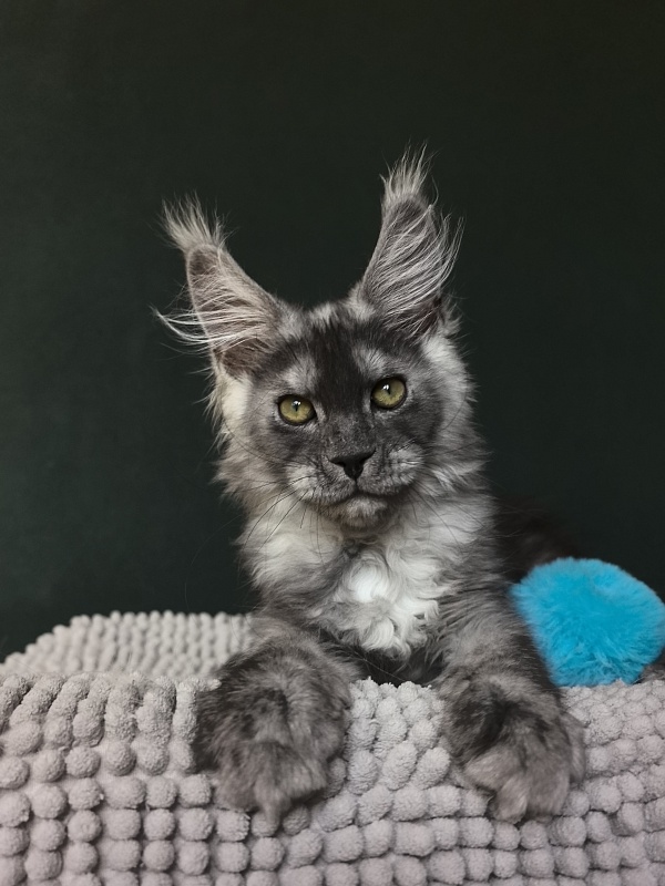 Calvin Me Akbars - Kitten maine-coon 2 months 3.5 weeks