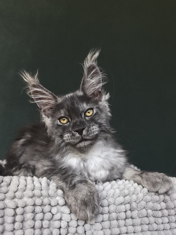 Calypso Akbars - Kitten maine-coon 2 months 3.5 weeks