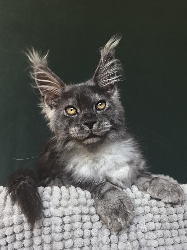 Calypso Akbars - Kitten maine-coon 2 months 3.5 weeks