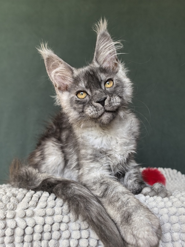 Caspar Akbars - Kitten maine-coon 2 months 3.5 weeks