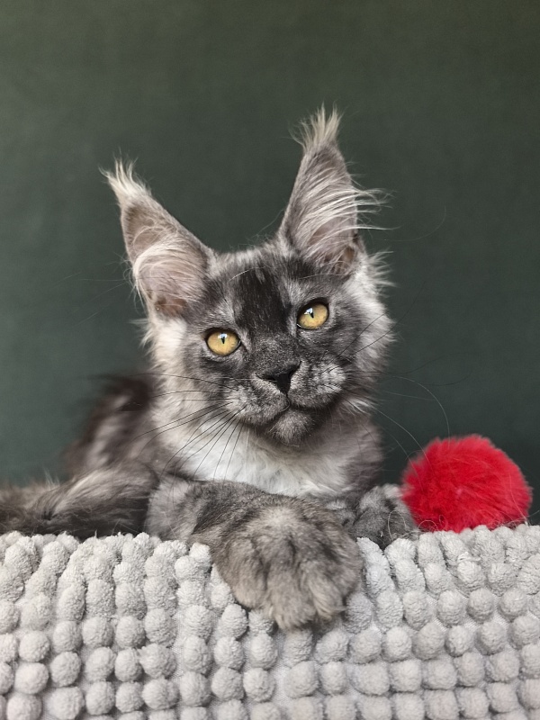 Caspar Akbars - Kitten maine-coon 2 months 3.5 weeks