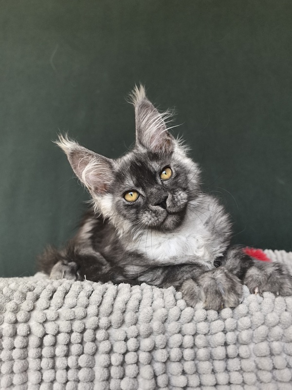 Caspar Akbars - Kitten maine-coon 2 months 3.5 weeks