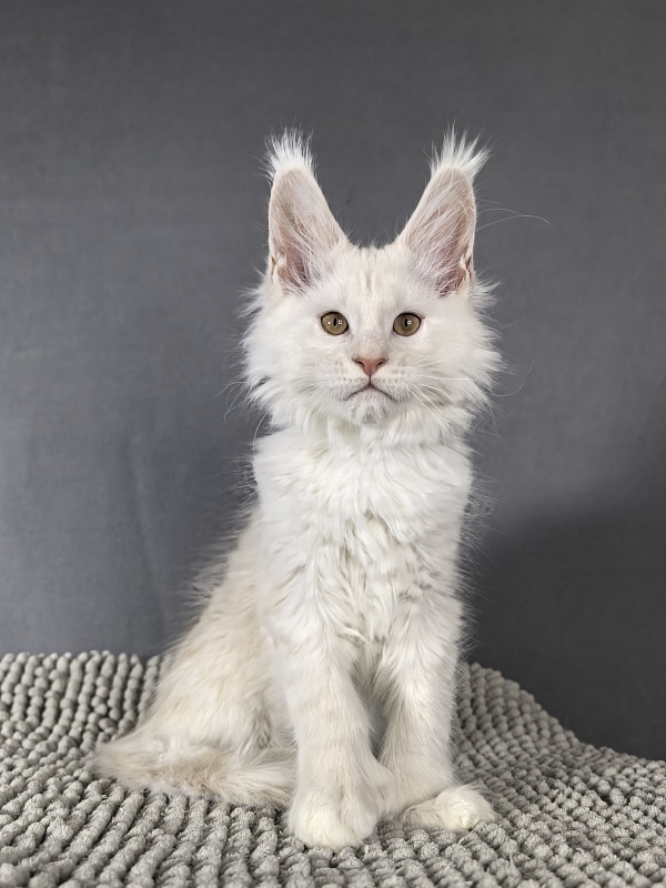 Jupiter Akbars polydactyl (66/66) - Kitten maine-coon 2 months 3 weeks