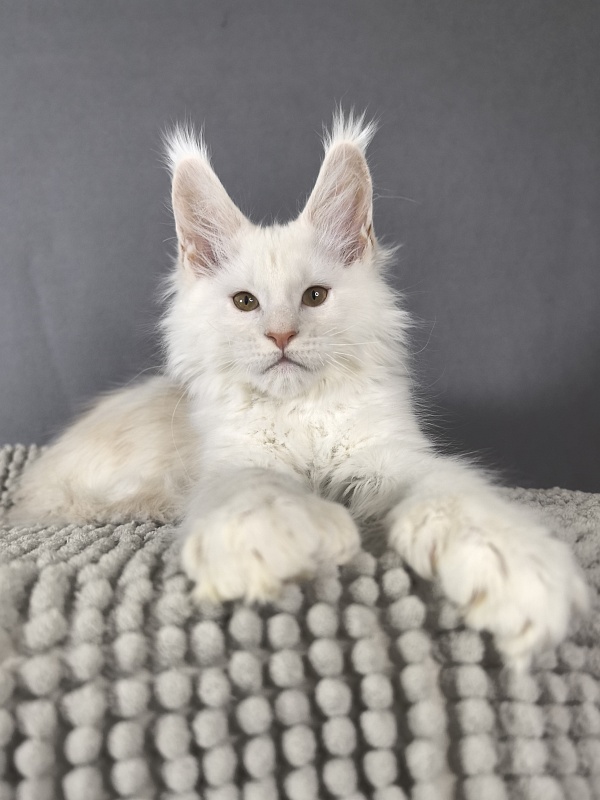 Jupiter Akbars polydactyl (66/66) - Kitten maine-coon 2 months 3 weeks