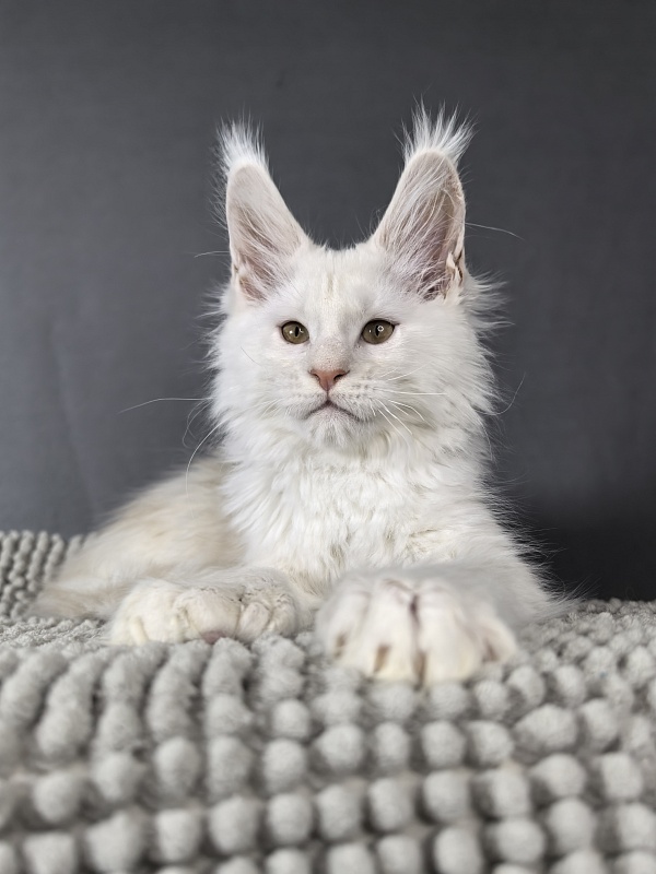 Jupiter Akbars polydactyl (66/66) - Kitten maine-coon 2 months 3 weeks