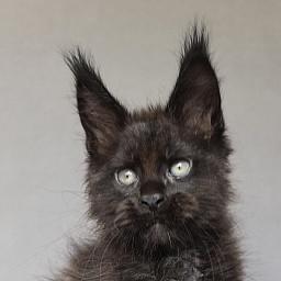 Kioki Akbars (polydactyl)