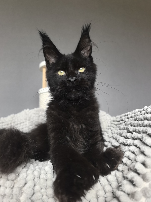 Kioki Akbars (polydactyl) - Kitten maine-coon 3 months 3.5 weeks