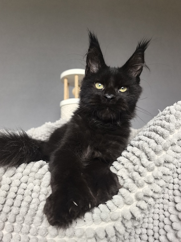 Kioki Akbars (polydactyl) - Kitten maine-coon 3 months 3.5 weeks