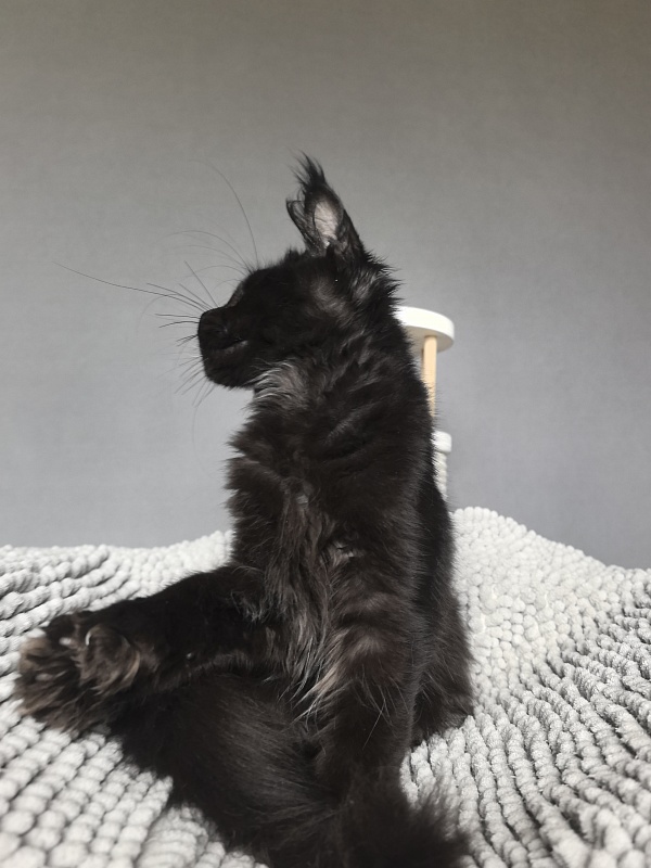 Kioki Akbars (polydactyl) - Kitten maine-coon 3 months 3.5 weeks