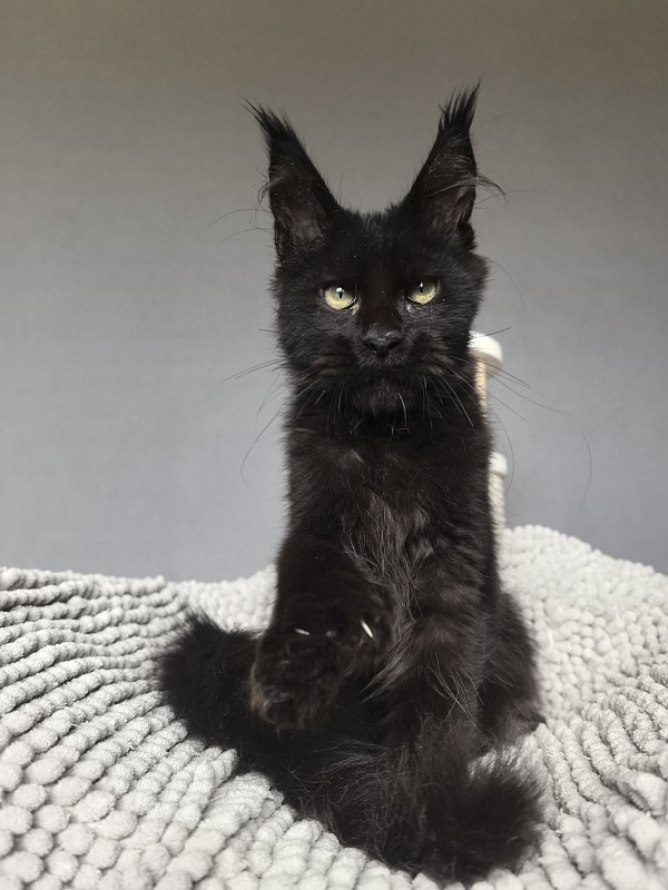 Kioki Akbars (polydactyl) - Kitten maine-coon 3 months 3.5 weeks
