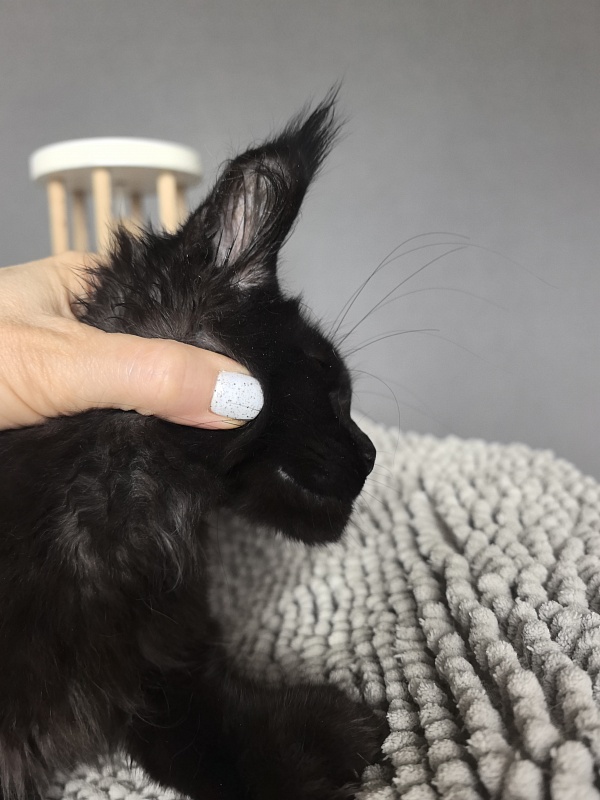 Kioki Akbars (polydactyl) - Kitten maine-coon 3 months 3.5 weeks
