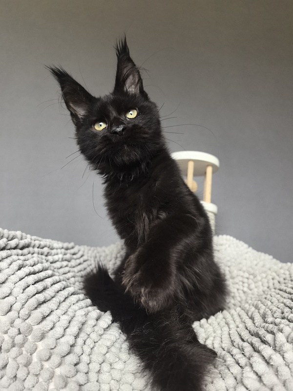 Kioki Akbars (polydactyl) - Kitten maine-coon 3 months 3.5 weeks