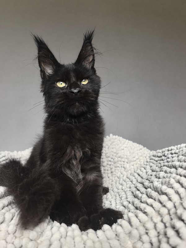 Kioki Akbars (polydactyl) - Kitten maine-coon 3 months 3.5 weeks