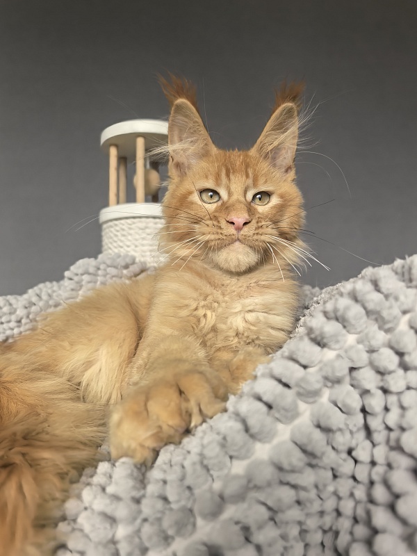 Kriss Jo  Akbars  (polydactyl) - Kitten maine-coon 3 months 3.5 weeks
