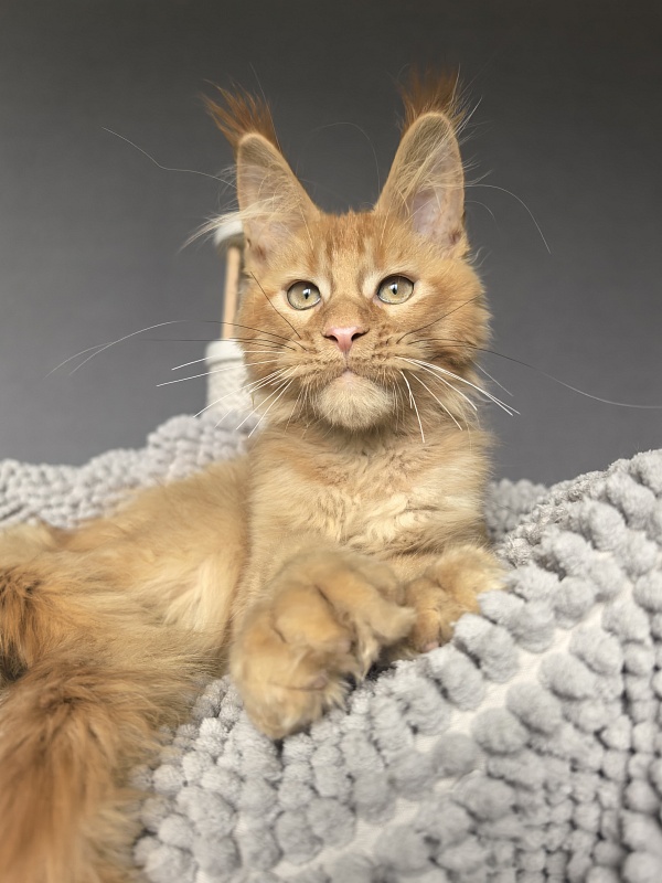 Kriss Jo  Akbars  (polydactyl) - Kitten maine-coon 3 months 3.5 weeks