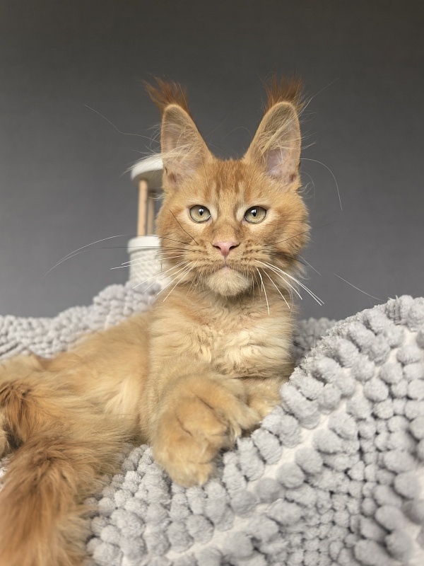 Kriss Jo  Akbars  (polydactyl) - Kitten maine-coon 3 months 3.5 weeks