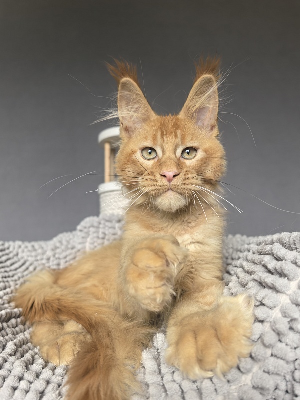 Kriss Jo  Akbars  (polydactyl) - Kitten maine-coon 3 months 3.5 weeks