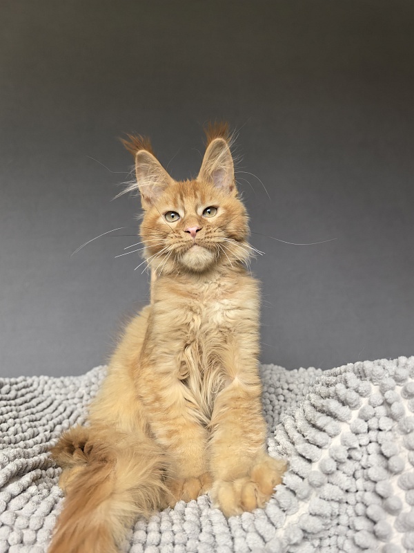 Kriss Jo  Akbars  (polydactyl) - Kitten maine-coon 3 months 3.5 weeks
