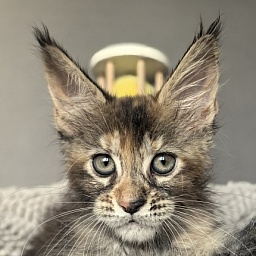 Ko-Ko Miya Akbars  (polydactyl)