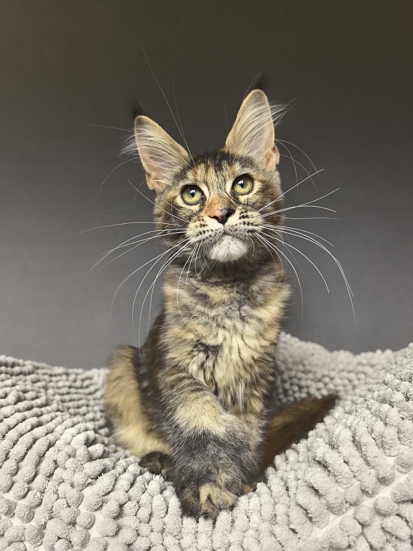 Ko-Ko Miya Akbars  (polydactyl) - Kitten maine-coon 3 months 3.5 weeks
