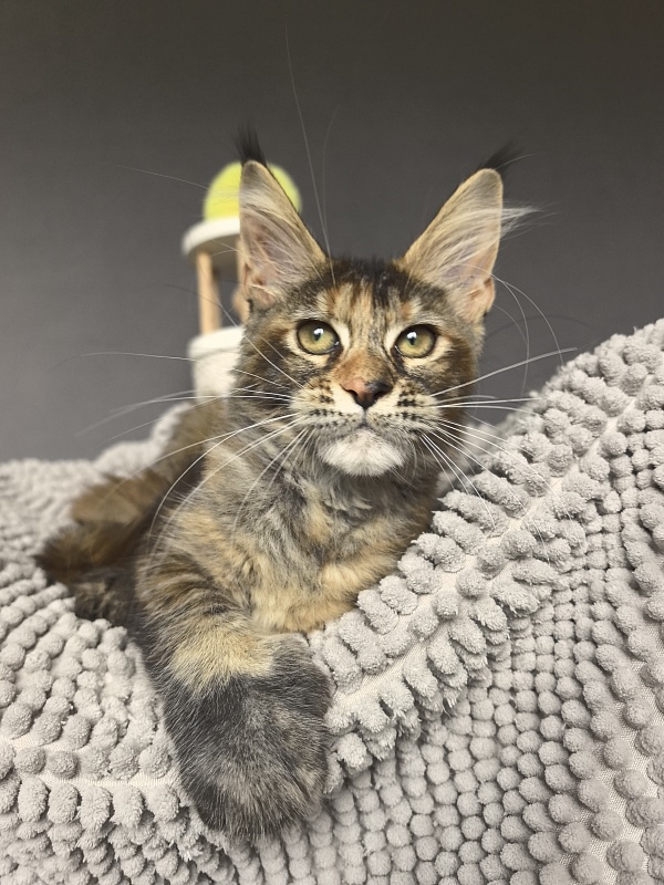 Ko-Ko Miya Akbars  (polydactyl) - Kitten maine-coon 3 months 3.5 weeks