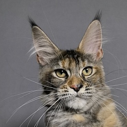 Ko-Ko Miya Akbars  (polydactyl)
