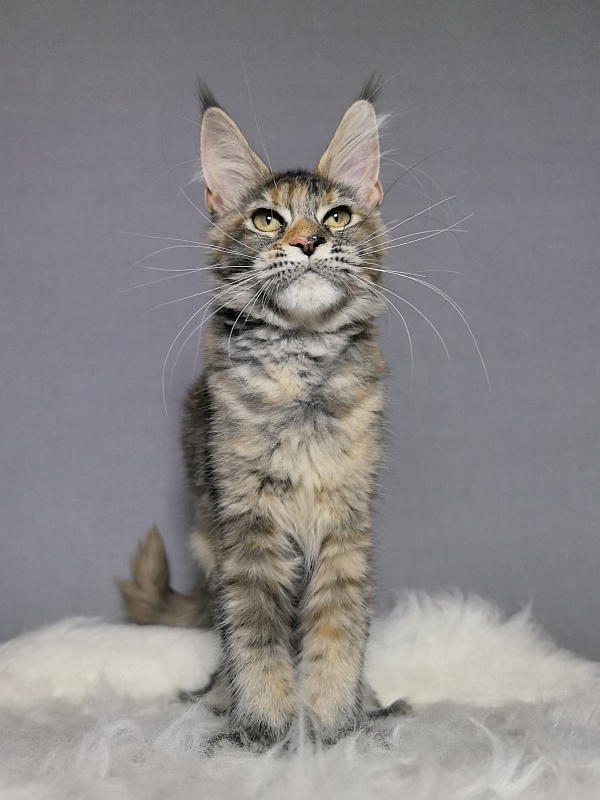 Ko-Ko Miya Akbars  (polydactyl) - Kitten maine-coon 4 months 0.5 weeks