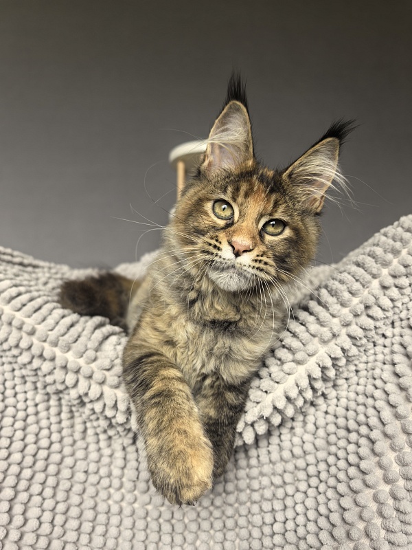 Kukla Julie Akbars - Kitten maine-coon 3 months 3.5 weeks