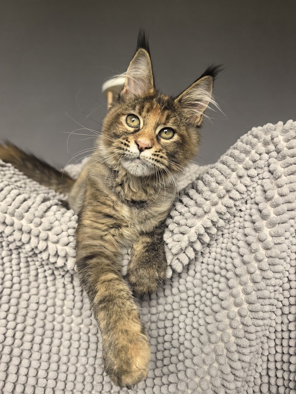 Kukla Julie Akbars - Kitten maine-coon 3 months 3.5 weeks
