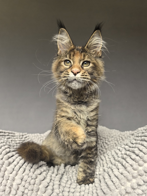 Kukla Julie Akbars - Kitten maine-coon 3 months 3.5 weeks