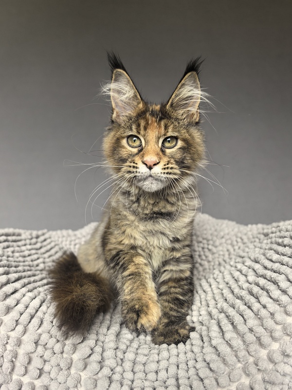 Kukla Julie Akbars - Kitten maine-coon 3 months 3.5 weeks