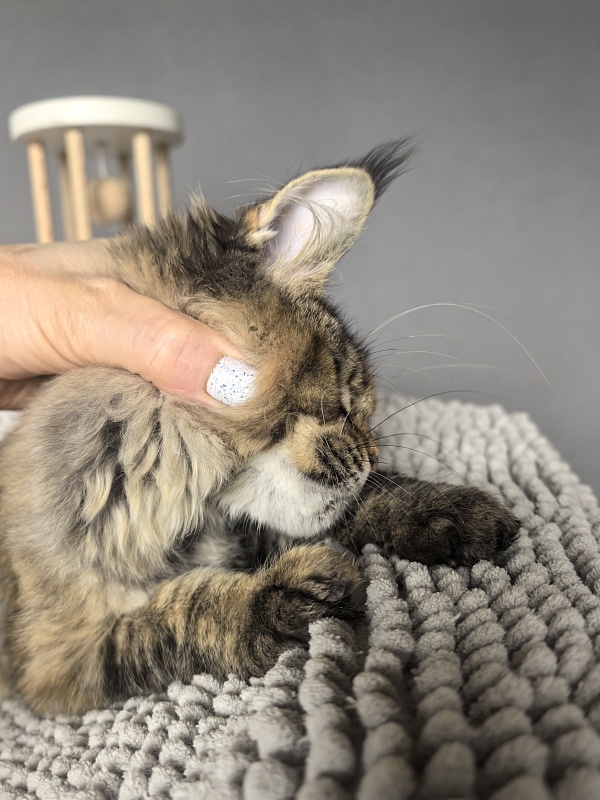 Kukla Julie Akbars - Kitten maine-coon 3 months 3.5 weeks