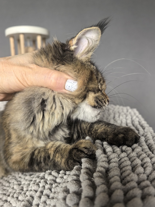 Kukla Julie Akbars - Kitten maine-coon 3 months 3.5 weeks
