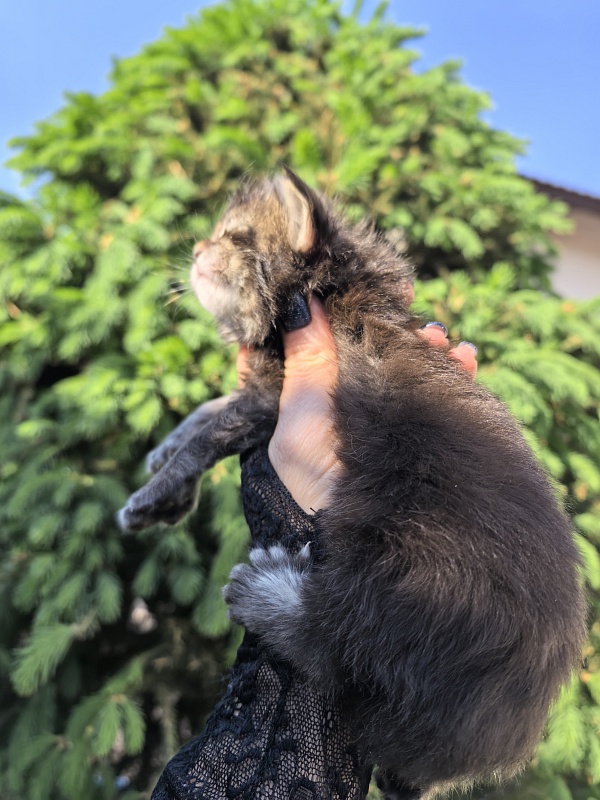 Kalina Akbars  (polydactyl) - Kitten maine-coon 1.5 week