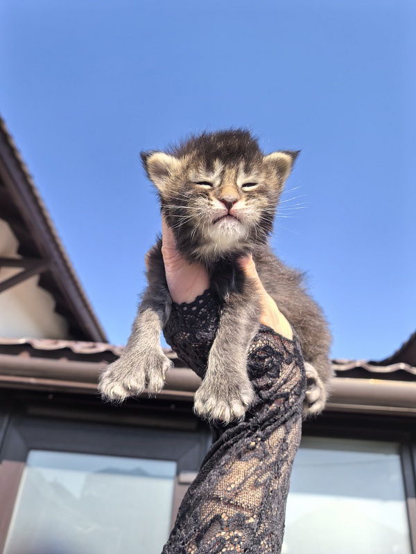 Kalina Akbars  (polydactyl) - Kitten maine-coon 1.5 week