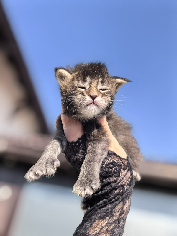Kalina Akbars  (polydactyl) - Kitten maine-coon 1.5 week