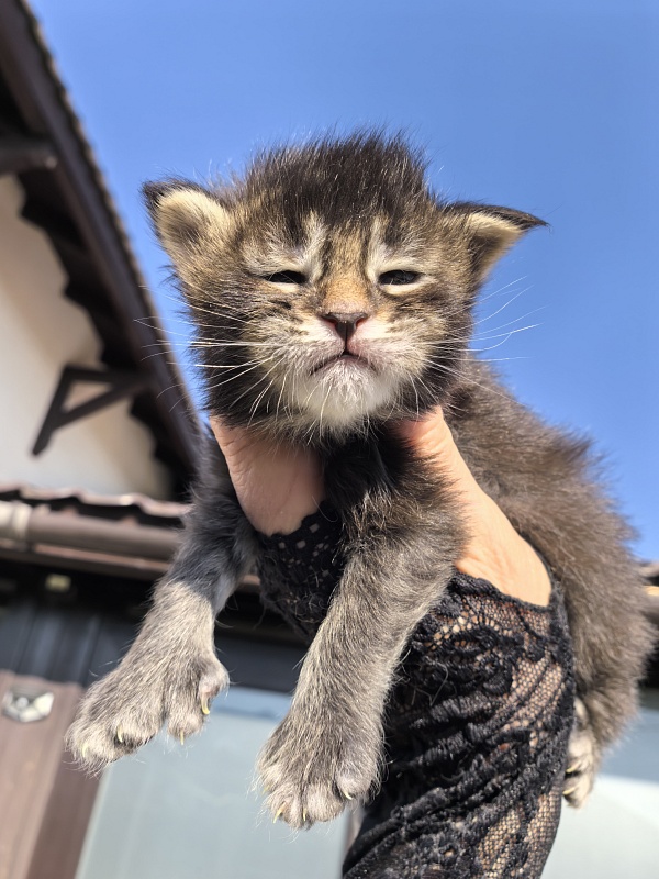 Kalina Akbars  (polydactyl) - Kitten maine-coon 1.5 week