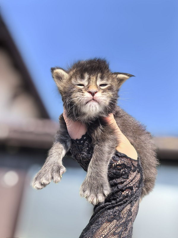 Kalina Akbars  (polydactyl) - Kitten maine-coon 1.5 week