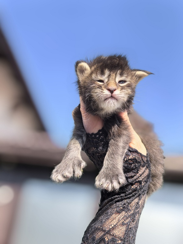 Kalina Akbars  (polydactyl) - Kitten maine-coon 1.5 week