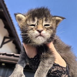 Kalina Akbars  (polydactyl)