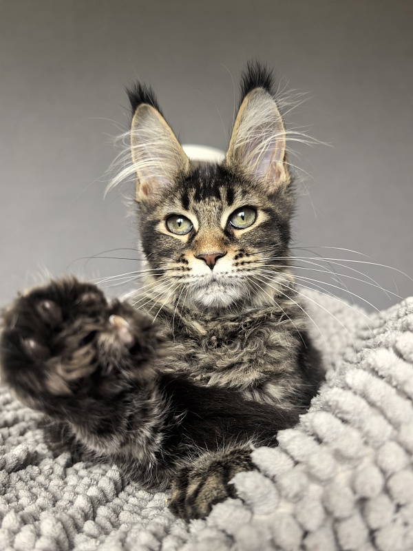 Kalina Akbars  (polydactyl) - Kitten maine-coon 3 months 3.5 weeks