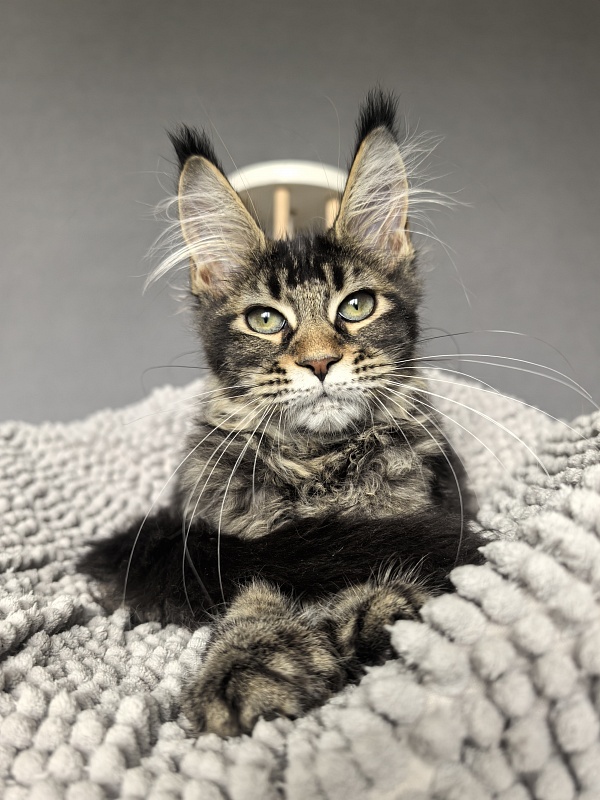 Kalina Akbars  (polydactyl) - Kitten maine-coon 3 months 3.5 weeks