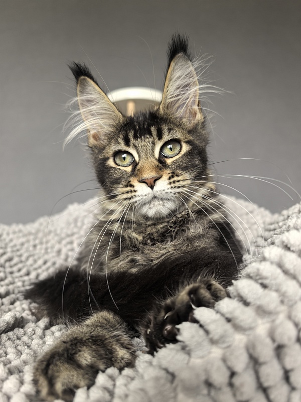 Kalina Akbars  (polydactyl) - Kitten maine-coon 3 months 3.5 weeks