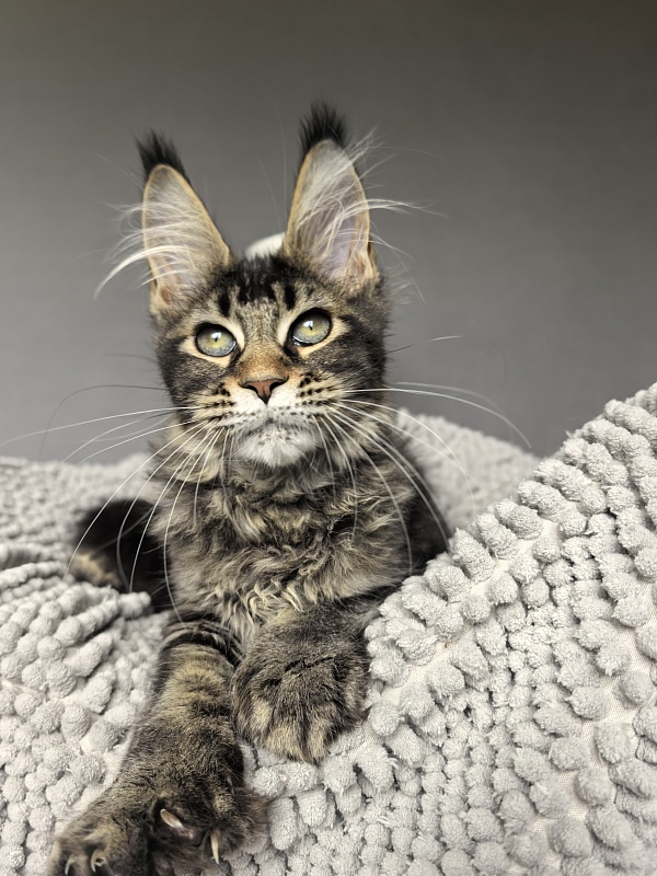 Kalina Akbars  (polydactyl) - Kitten maine-coon 3 months 3.5 weeks