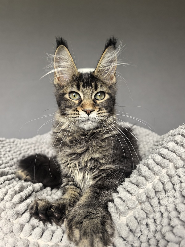 Kalina Akbars  (polydactyl) - Kitten maine-coon 3 months 3.5 weeks