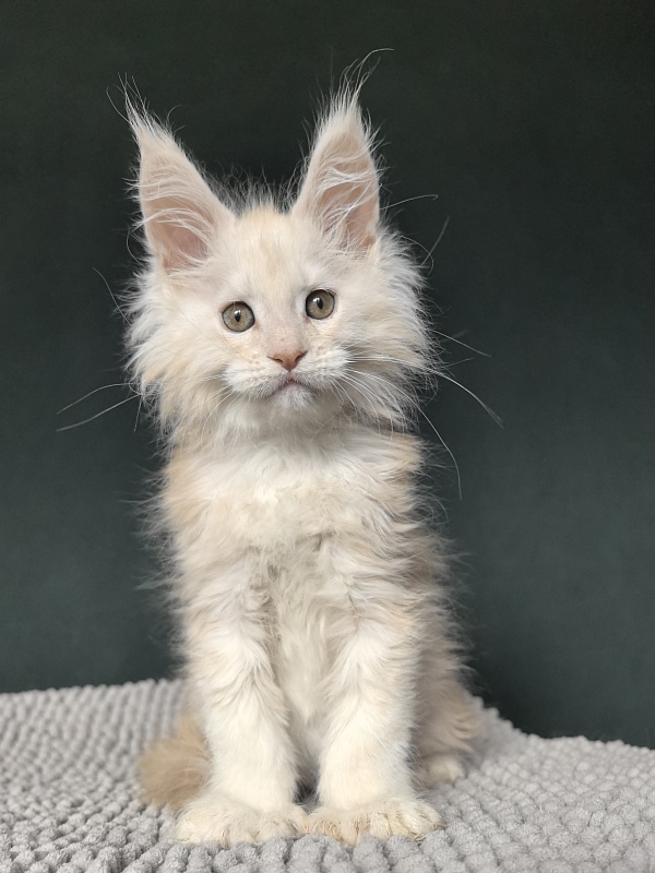 Lime Akbars (PET)(polydactyl) - Kitten maine-coon 2 months