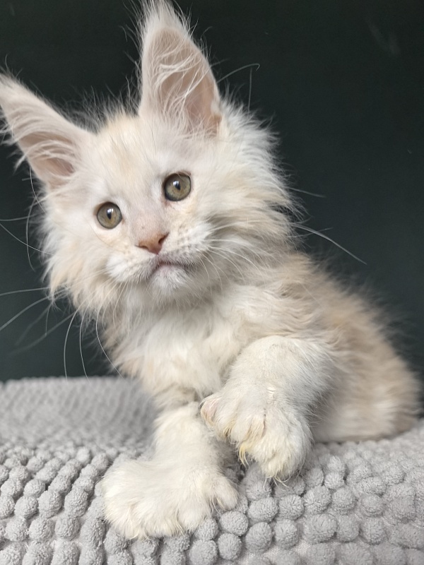 Lime Akbars (PET)(polydactyl) - Kitten maine-coon 2 months